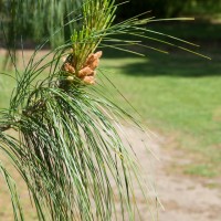 Bhutan Pine